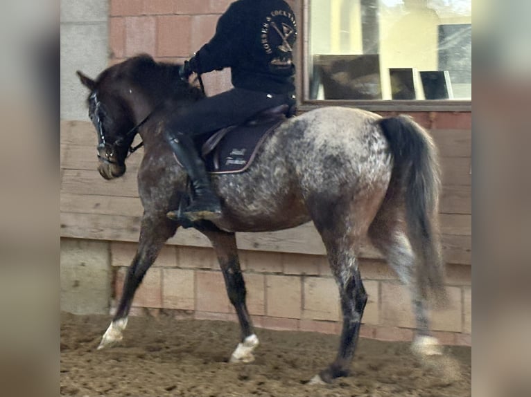 Niemiecki kuc wierzchowy Wałach 4 lat 147 cm  in Hainsfarth