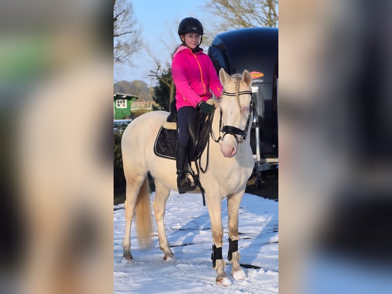 Niemiecki kuc wierzchowy Wałach 4 lat 147 cm Perlino in Warendorf