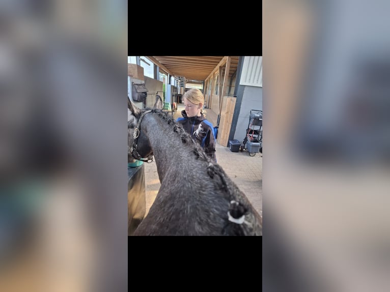 Niemiecki kuc wierzchowy Wałach 4 lat 147 cm Siwa in Hamersen