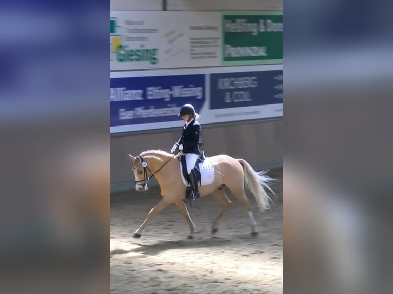 Niemiecki kuc wierzchowy Wałach 4 lat 148 cm Bułana in Bocholt