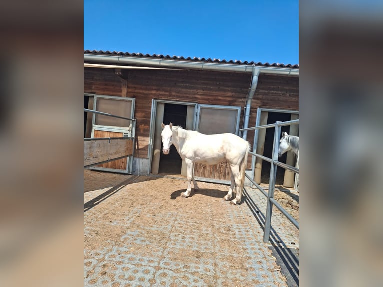 Niemiecki kuc wierzchowy Wałach 4 lat 148 cm Cremello in Marchtrenk
