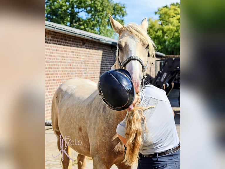 Niemiecki kuc wierzchowy Wałach 4 lat 148 cm Izabelowata in Kempen