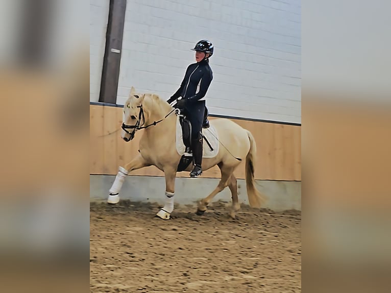 Niemiecki kuc wierzchowy Wałach 4 lat 148 cm Izabelowata in Kempen