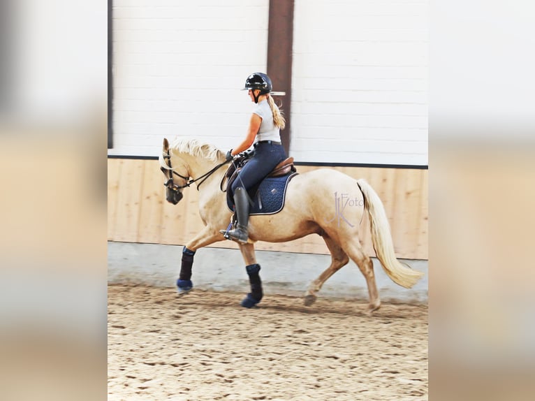 Niemiecki kuc wierzchowy Wałach 4 lat 148 cm Izabelowata in Kempen