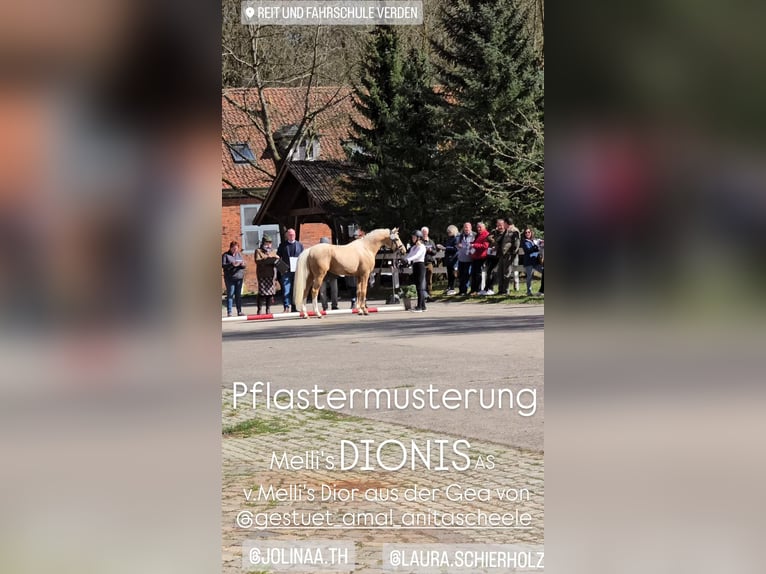 Niemiecki kuc wierzchowy Wałach 4 lat 148 cm Izabelowata in Stuhr