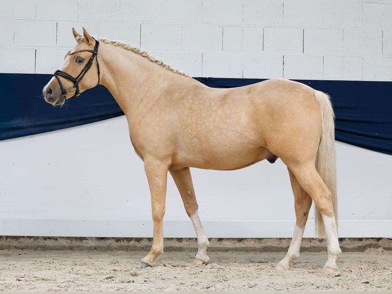 Niemiecki kuc wierzchowy Wałach 4 lat 148 cm Izabelowata in Marsberg
