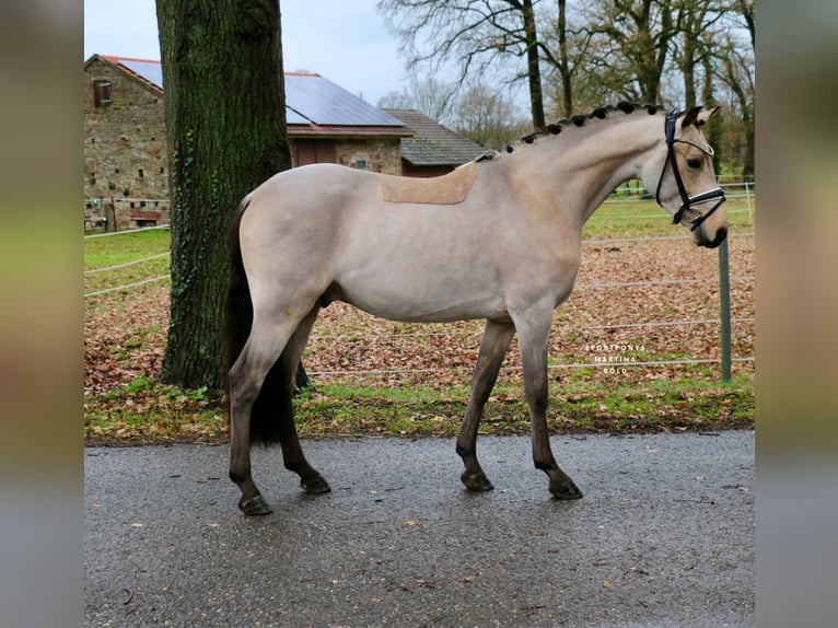 Niemiecki kuc wierzchowy Wałach 4 lat 148 cm Jelenia in Recke, bei Osnabrück