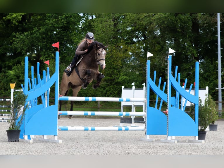 Niemiecki kuc wierzchowy Wałach 4 lat 148 cm Jelenia in Oberhausen