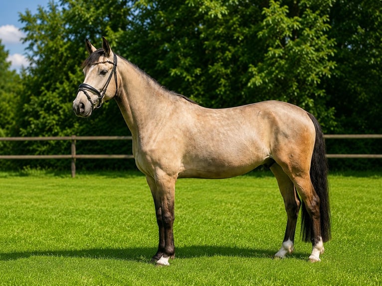 Niemiecki kuc wierzchowy Wałach 4 lat 148 cm Jelenia in Mettingen