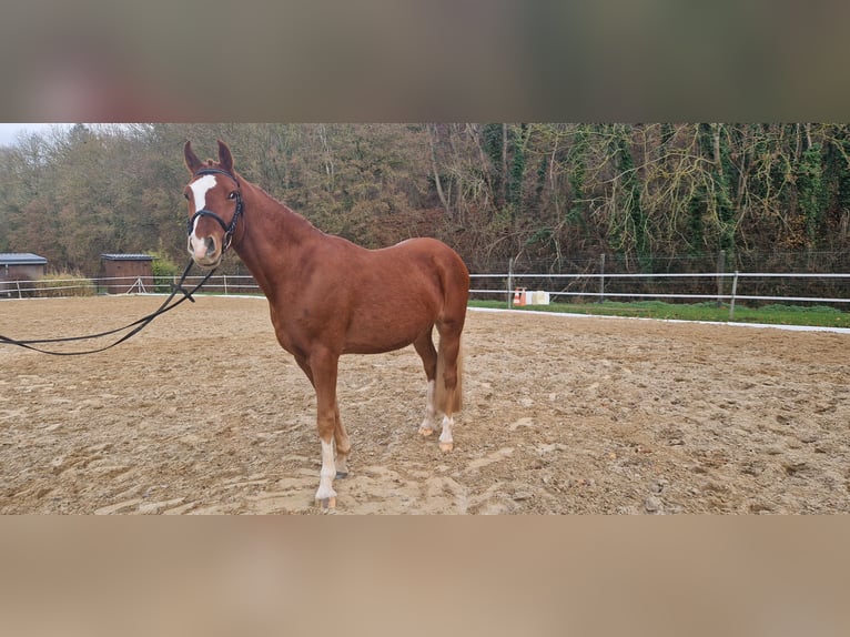 Niemiecki kuc wierzchowy Wałach 4 lat 148 cm Kasztanowata in Mansfeld