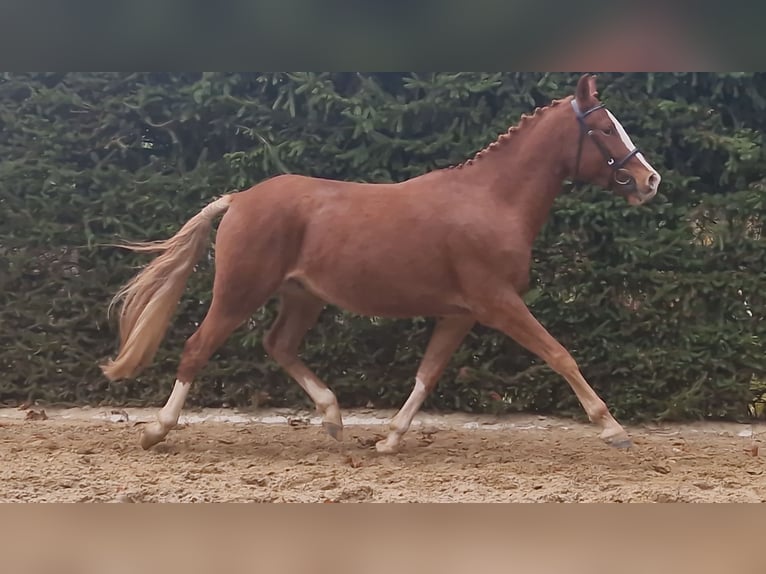 Niemiecki kuc wierzchowy Wałach 4 lat 148 cm Kasztanowata in Mansfeld