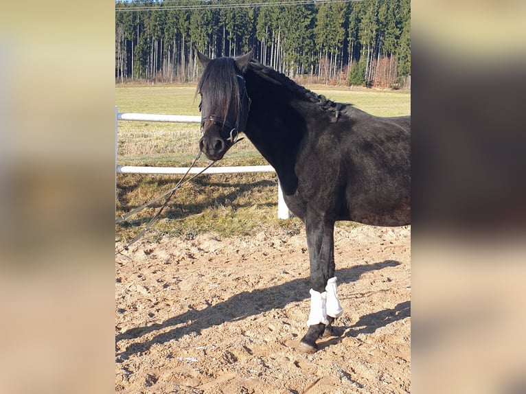 Niemiecki kuc wierzchowy Wałach 4 lat 149 cm Kara in Waidhaus