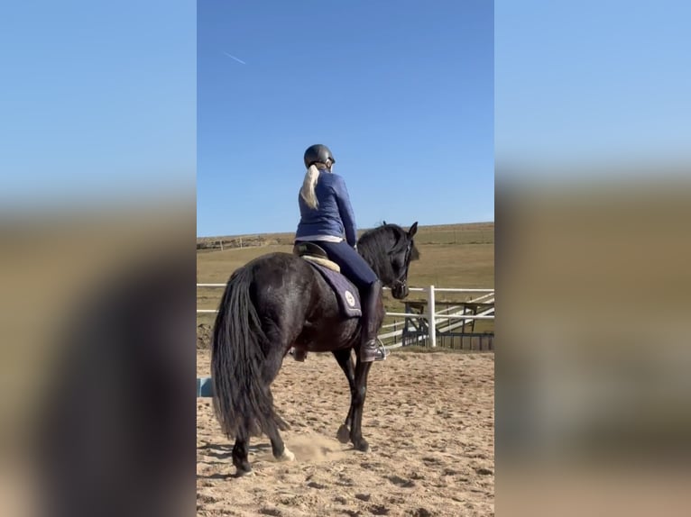 Niemiecki kuc wierzchowy Wałach 4 lat 149 cm Kara in Waidhaus