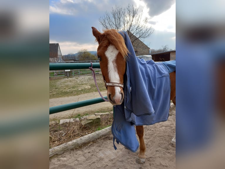 Niemiecki kuc wierzchowy Wałach 4 lat 149 cm Kasztanowata in Kubsch&#xFC;tz