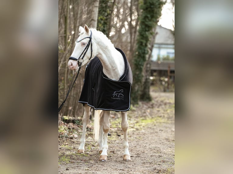 Niemiecki kuc wierzchowy Wałach 4 lat 149 cm Perlino in Lünen