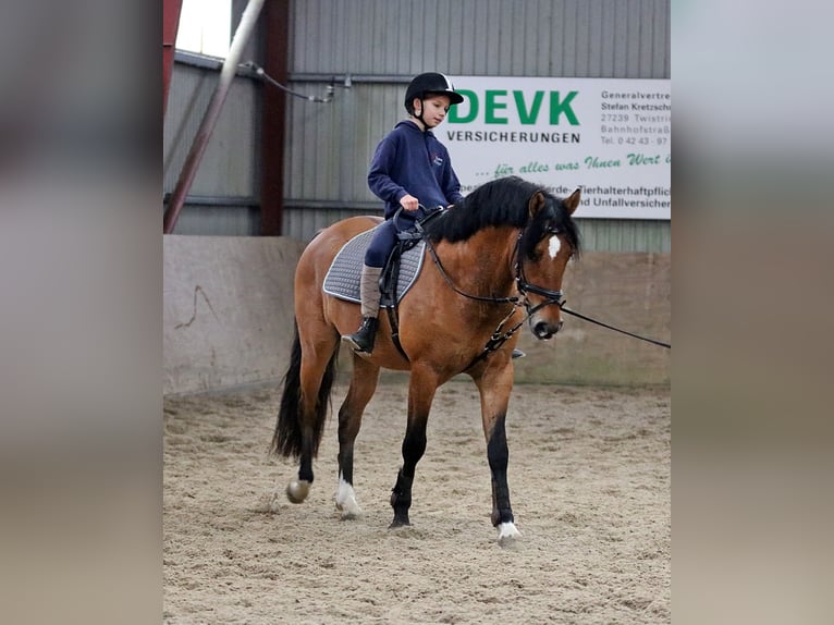 Niemiecki kuc wierzchowy Wałach 4 lat 150 cm Bułana in Wildeshausen