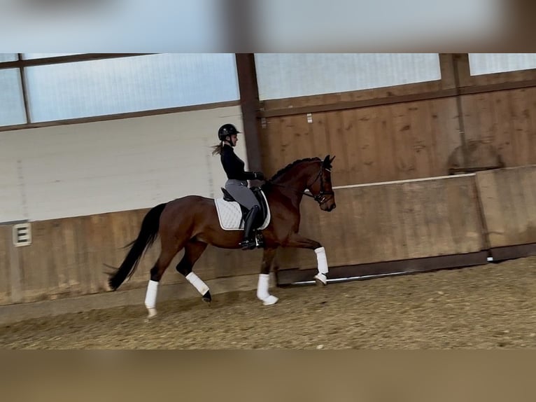 Niemiecki kuc wierzchowy Wałach 4 lat 150 cm Gniada in Bielefeld