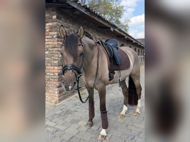 Niemiecki kuc wierzchowy Wałach 4 lat 152 cm Bułana in Grevenbroich
