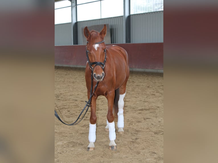 Niemiecki kuc wierzchowy Mix Wałach 4 lat 152 cm Ciemnokasztanowata in Kerpen Niemiecki kuc wierzchowy Mix Wałach 4 lat 152 cm Ciemnokasztanowata in Kerpen