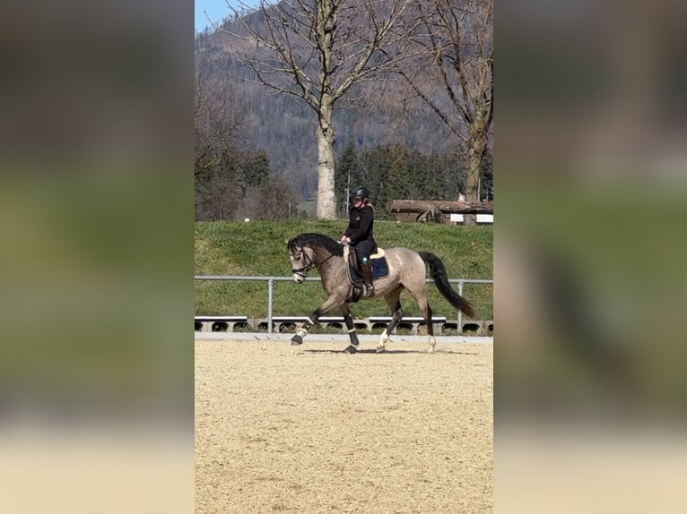 Niemiecki kuc wierzchowy Wałach 4 lat 152 cm Jelenia in Wangen im Allg&#xE4;u