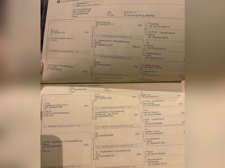 Niemiecki kuc wierzchowy Wałach 4 lat 152 cm Kara in Homberg (Efze)