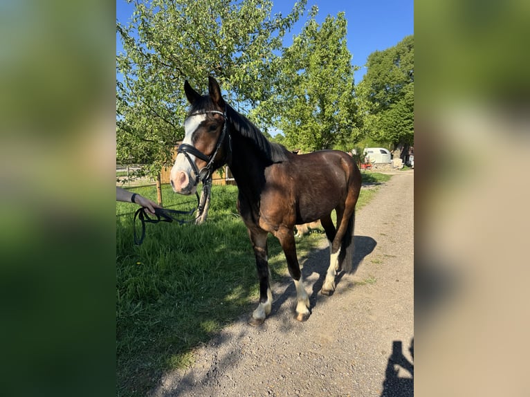 Niemiecki kuc wierzchowy Mix Wałach 4 lat 153 cm Gniada in Bissendorf