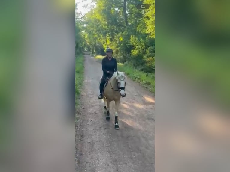 Niemiecki kuc wierzchowy Wałach 4 lat 154 cm Izabelowata in Neustadt