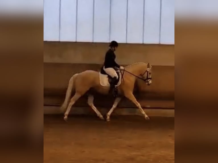 Niemiecki kuc wierzchowy Wałach 4 lat 154 cm Izabelowata in Neustadt