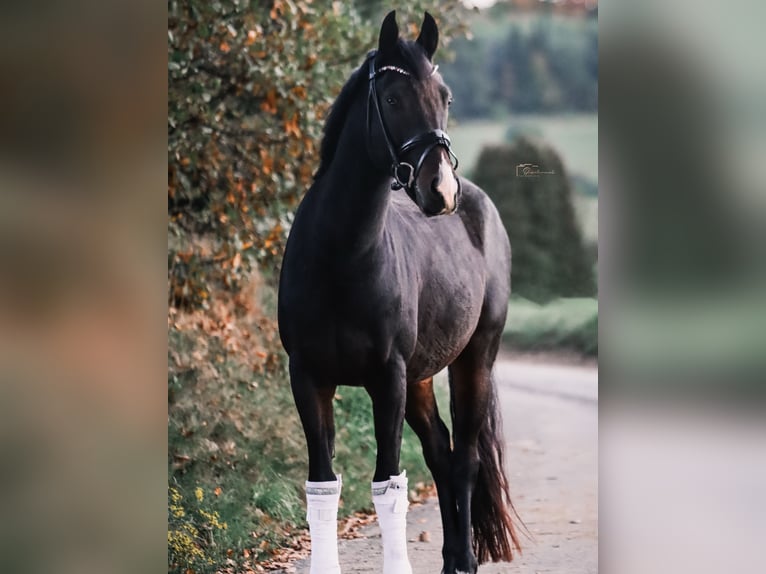 Niemiecki kuc wierzchowy Wałach 4 lat 155 cm Ciemnogniada in Hattingen