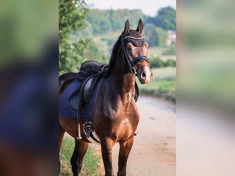 Niemiecki kuc wierzchowy Wałach 4 lat 155 cm Ciemnogniada in Hattingen