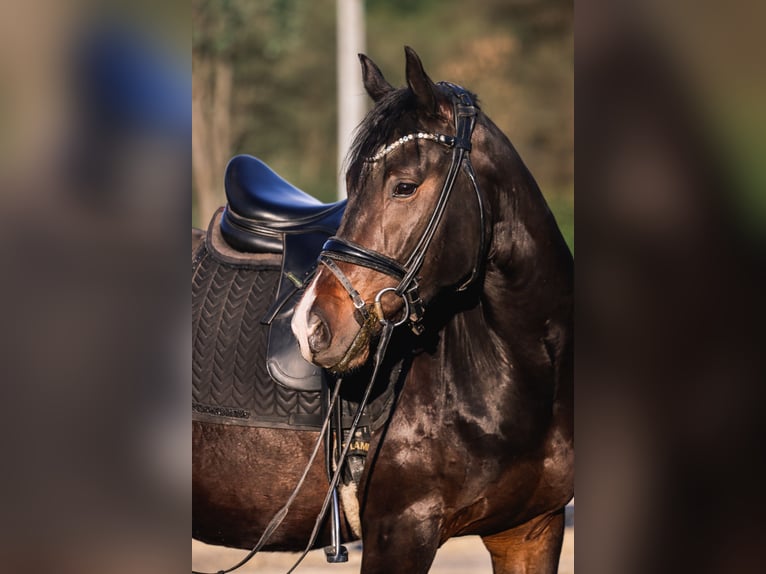 Niemiecki kuc wierzchowy Wałach 4 lat 155 cm Ciemnogniada in Hattingen