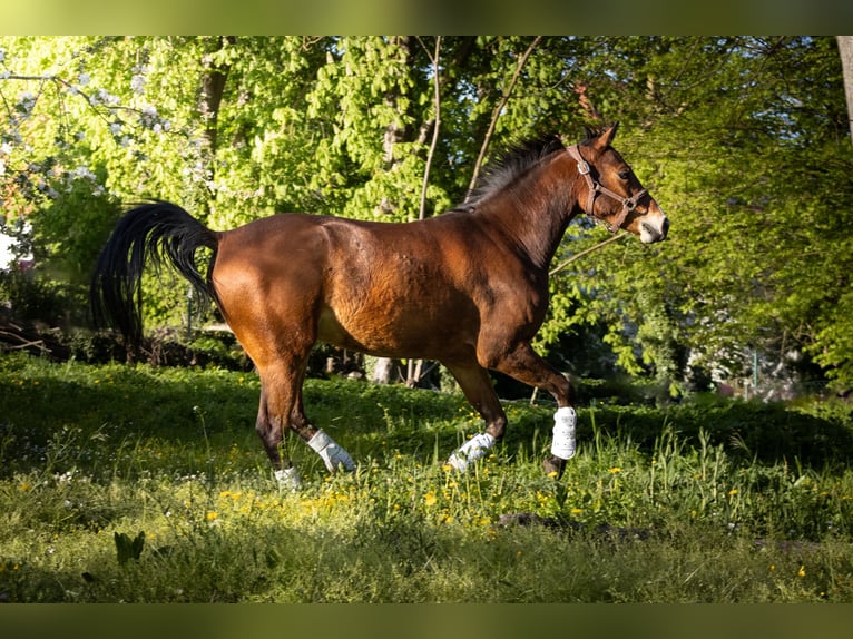 Niemiecki kuc wierzchowy Wałach 4 lat 155 cm Gniada in Gelchsheim 97255