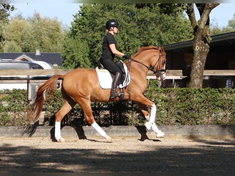 Niemiecki kuc wierzchowy Wałach 4 lat 155 cm Kasztanowata in Tönisvorst