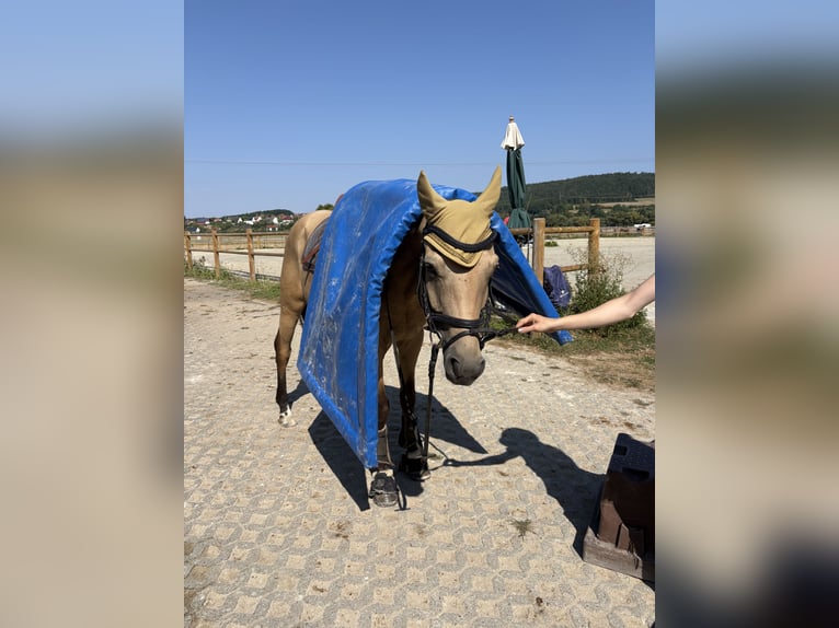 Niemiecki kuc wierzchowy Wałach 4 lat 156 cm Jelenia in Lichtenfels