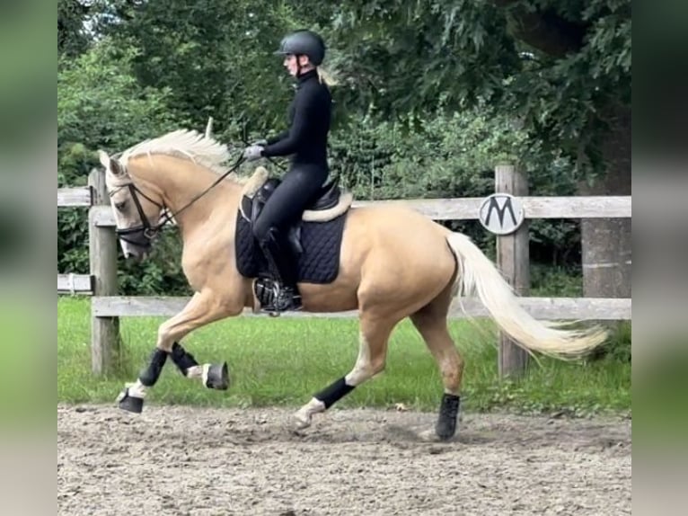 Niemiecki kuc wierzchowy Wałach 4 lat 157 cm Izabelowata in Halstenbek