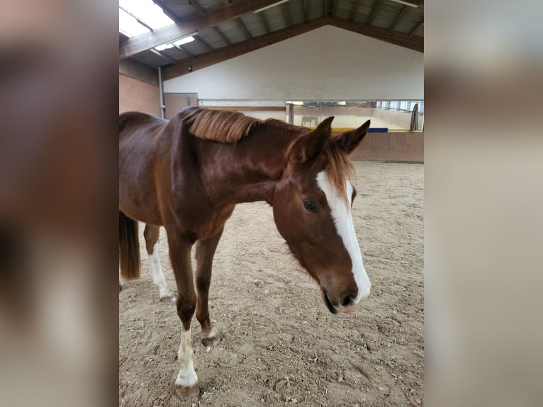 Niemiecki kuc wierzchowy Wałach 4 lat 158 cm Ciemnokasztanowata in Büdingen