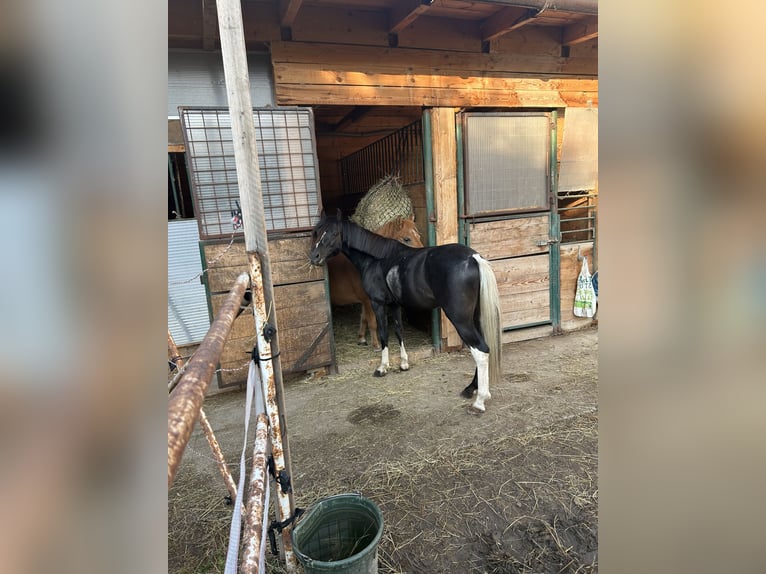 Niemiecki kuc wierzchowy Mix Wałach 5 lat 125 cm Srokata in Himberg