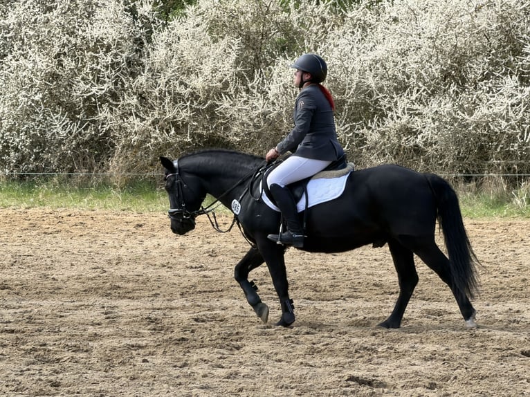 Niemiecki kuc wierzchowy Mix Wałach 5 lat 136 cm Kara in Ganzlin