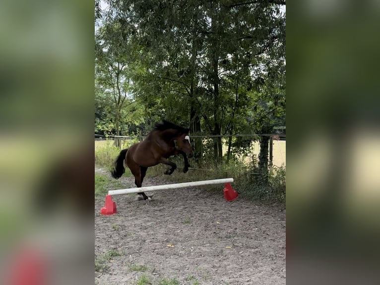 Niemiecki kuc wierzchowy Wałach 5 lat 140 cm Ciemnogniada in Castrop-Rauxel
