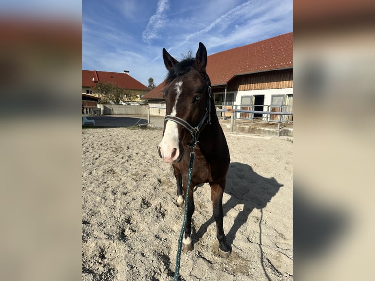 Niemiecki kuc wierzchowy Mix Wałach 5 lat 140 cm Gniada in Ansfelden