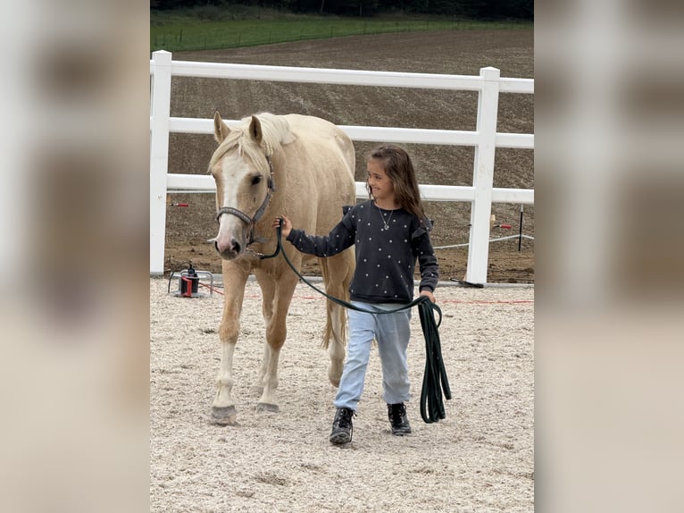 Niemiecki kuc wierzchowy Wałach 5 lat 140 cm Izabelowata in Ravenstein