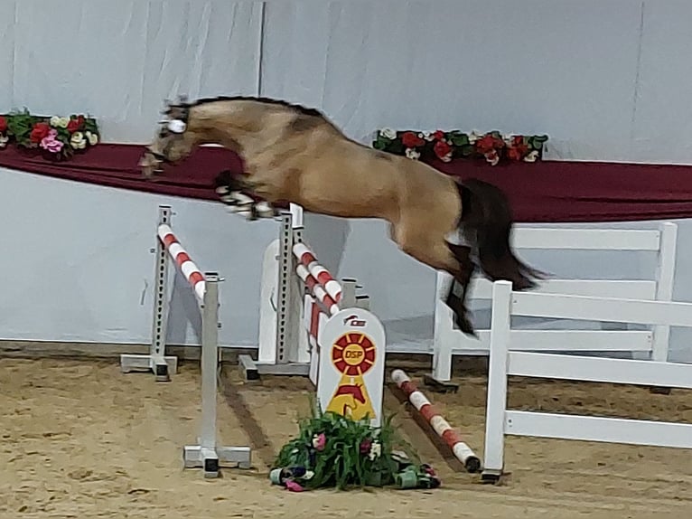 Niemiecki kuc wierzchowy Wałach 5 lat 144 cm Bułana in Ebersbach an der Fils