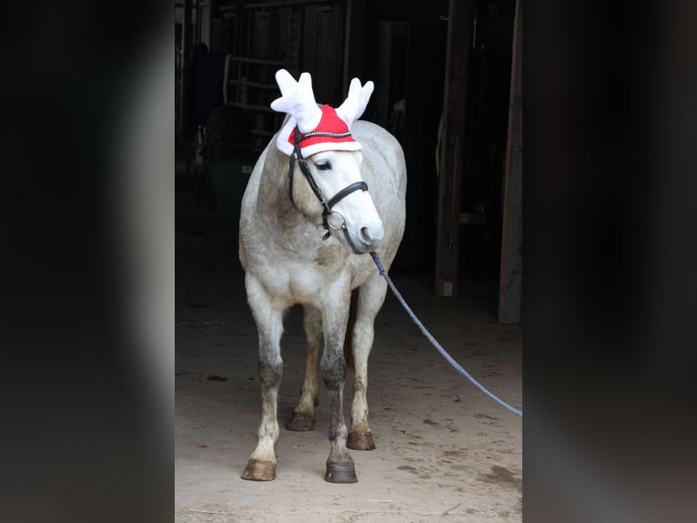Niemiecki kuc wierzchowy Wałach 5 lat 144 cm Siwa in Buchen (Odenwald)