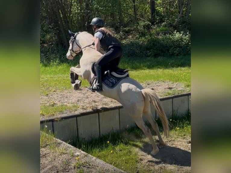 Niemiecki kuc wierzchowy Wałach 5 lat 145 cm Cremello in Korschenbroich
