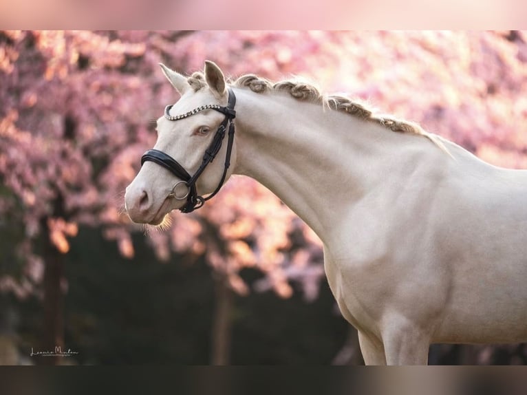 Niemiecki kuc wierzchowy Wałach 5 lat 145 cm Cremello in Korschenbroich
