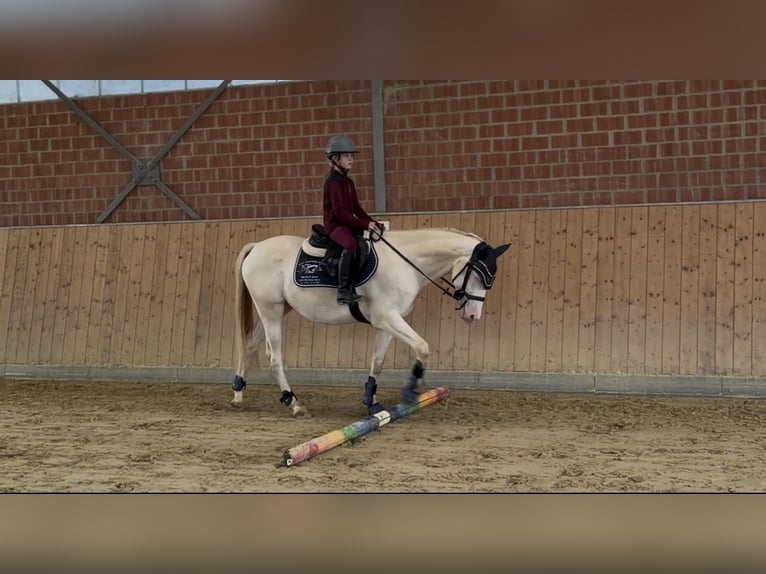 Niemiecki kuc wierzchowy Wałach 5 lat 145 cm Cremello in Korschenbroich