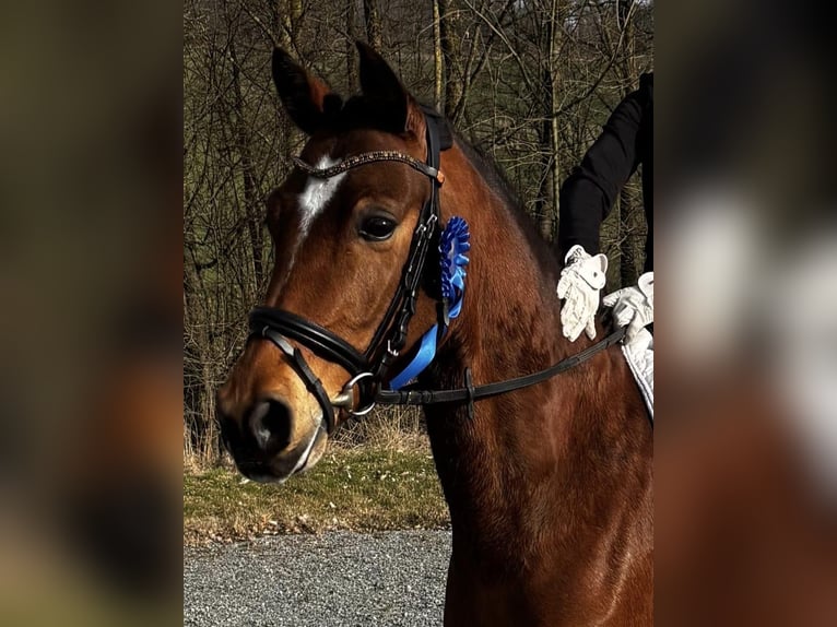 Niemiecki kuc wierzchowy Wałach 5 lat 145 cm Gniada in Münster