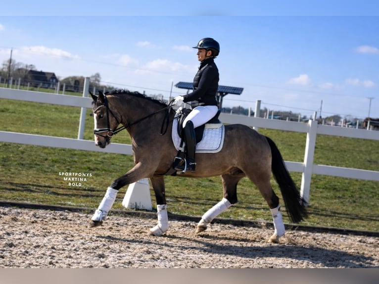 Niemiecki kuc wierzchowy Wałach 5 lat 145 cm  in Recke, bei Osnabrück