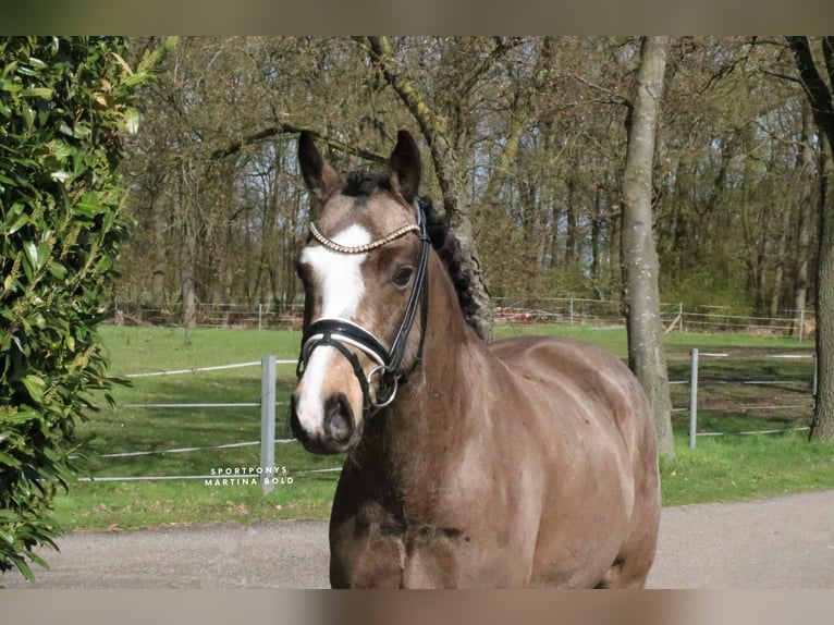 Niemiecki kuc wierzchowy Wałach 5 lat 145 cm  in Recke, bei Osnabrück