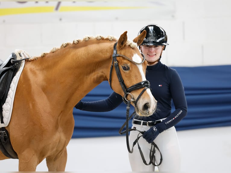 Niemiecki kuc wierzchowy Wałach 5 lat 145 cm Kasztanowata in Marsberg Niemiecki kuc wierzchowy Wałach 5 lat 145 cm Kasztanowata in Marsberg